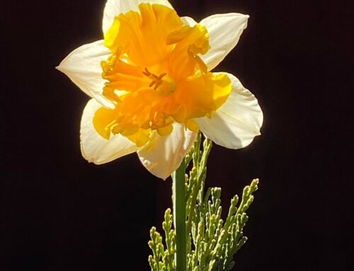 Julian Daffodil Show