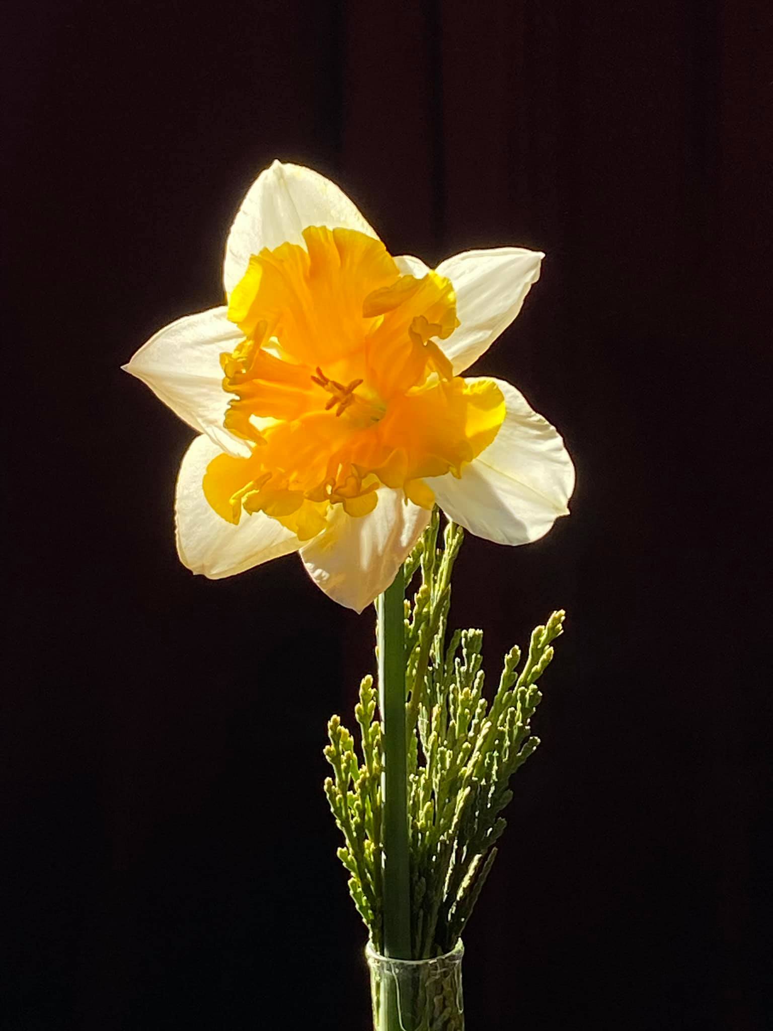 Daffodil from the Julian Daffodil Show