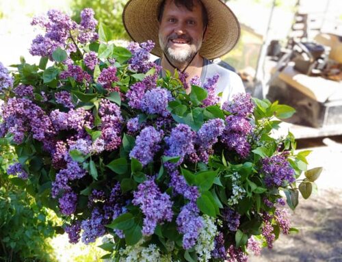 Lilac Festival at Fort Cross