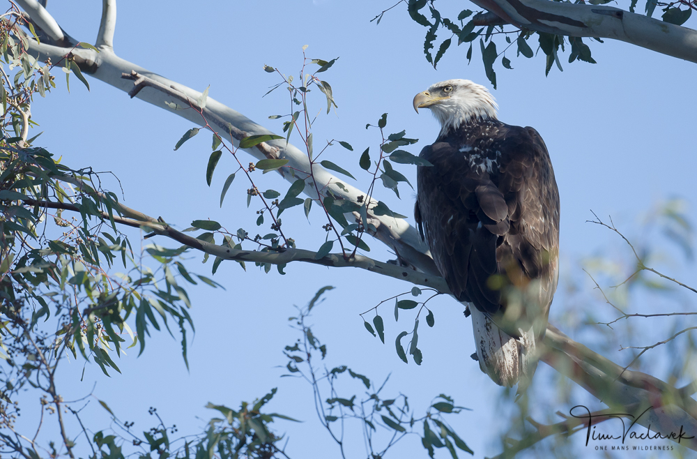 Bald Eagle Photo